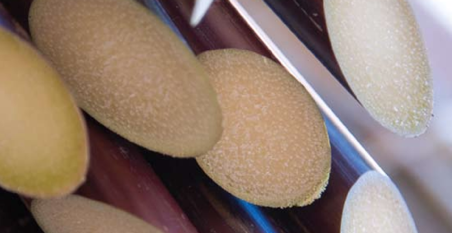 Fotos / Photography Tadeu Fessel, Imagens do Etanol Brasileiro, UNIÃO DA INDÚSTRIA DE CANA-DE-AÇÚCAR ETANOL . AÇÚCAR . ENERGIA SUGARCANE INDUSTRY ASSOCIATION ETHANOL . SUGAR . ENERGY