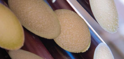 Usinas da Paraíba investem em selo internacional que comprova produção sustentável de cana-de-açúcar