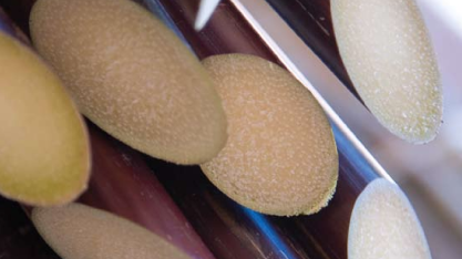 Usinas da Paraíba investem em selo internacional que comprova produção sustentável de cana-de-açúcar