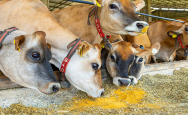 Inpasa lança FortiPro e mira padrão global em nutrição