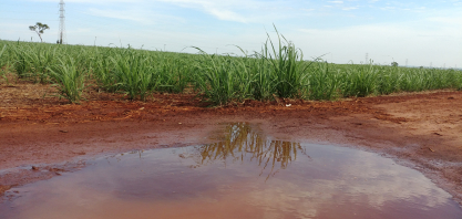 Em decorrência da chuva, Cana Show-Itinerante visitará e Beggio Lorenzo Agropecuária em 20 de fevereiro