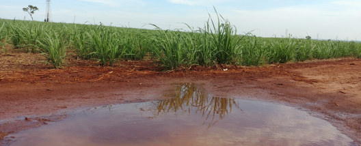 Em decorrência da chuva, Cana Show-Itinerante visitará e Beggio Lorenzo Agropecuária em 20 de fevereiro