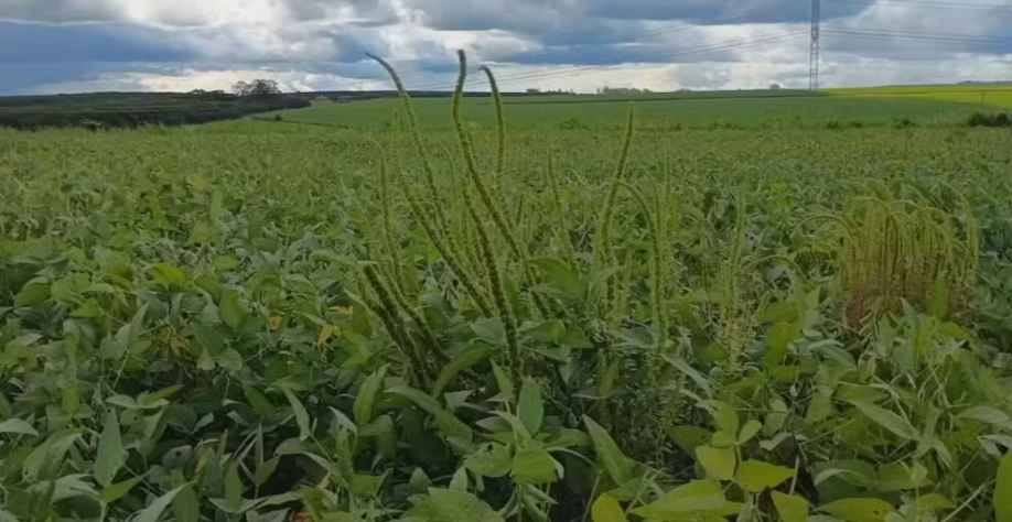 O Caruru Gigante é uma planta invasora e pode causar perdas consideráveis — Foto: Reprodução/TV TEM