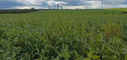 Caruru Gigante preocupa produtores do Noroeste de SP