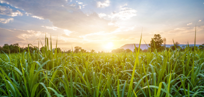 Produção de cana oscila até 1,6% e açúcar segue pressionado