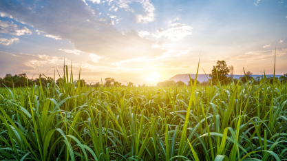 Produção de cana oscila até 1,6% e açúcar segue pressionado