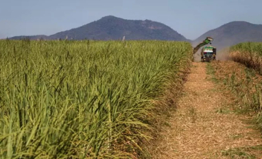 XP mantém cautela e atualiza projeções para São Martinho, Jalles Machado e Raízen