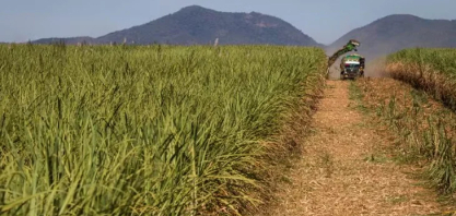 XP mantém cautela e atualiza projeções para São Martinho, Jalles Machado e Raízen