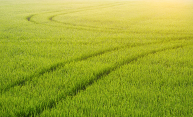 RenovaBio tem cumprimento de 88% das metas individuais dos distribuidores em 2025