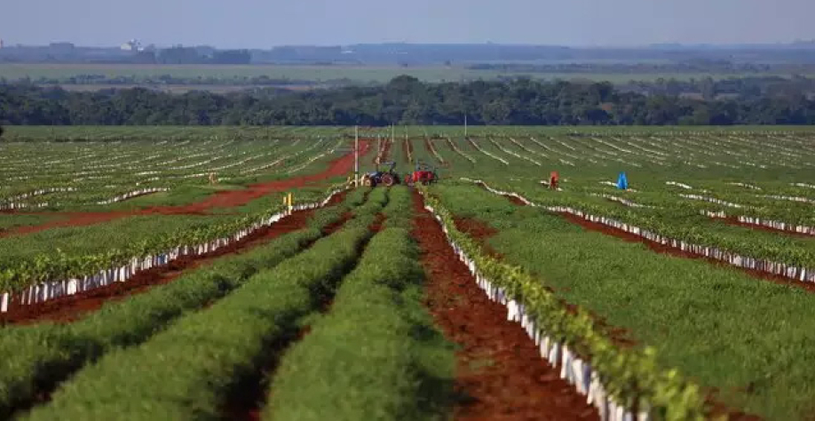 Plantação de laranja do Grupo Cutrale em Sidrolândia (Foto: Álvaro Rezende)
