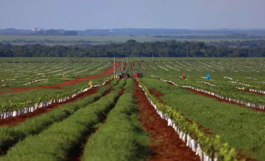 Cana e laranja disputam espaço no campo e redesenham o mapa produtivo de MS