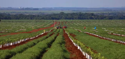 Cana e laranja disputam espaço no campo e redesenham o mapa produtivo de MS