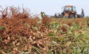 Empresa recebe isenção fiscal para abrir 1ª indústria de amendoim em MS