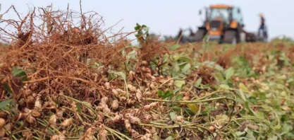 Empresa recebe isenção fiscal para abrir 1ª indústria de amendoim em MS