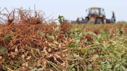 Empresa recebe isenção fiscal para abrir 1ª indústria de amendoim em MS