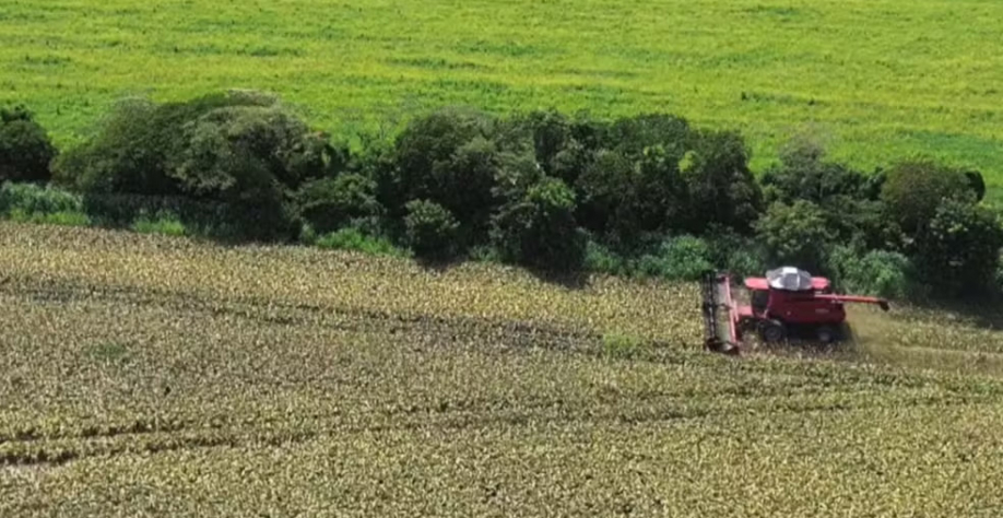 Agricultor troca soja por sorgo em lavoura de Maracaju — Foto: TV Morena