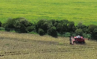 Do prejuízo ao lucro: agricultor aposta no sorgo e muda planejamento da fazenda em Maracaju