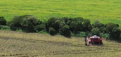 Do prejuízo ao lucro: agricultor aposta no sorgo e muda planejamento da fazenda em Maracaju