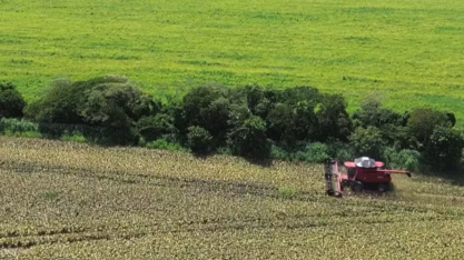 Do prejuízo ao lucro: agricultor aposta no sorgo e muda planejamento da fazenda em Maracaju