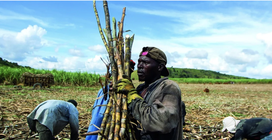 Foto: do site Farmlandgrab