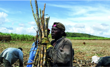 Nigéria deve ampliar importação de açúcar na temporada 2026/27