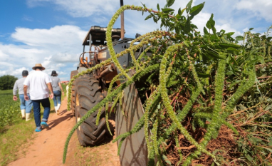 São Paulo regulamenta plano operacional contra caruru-gigante