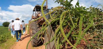 São Paulo regulamenta plano operacional contra caruru-gigante