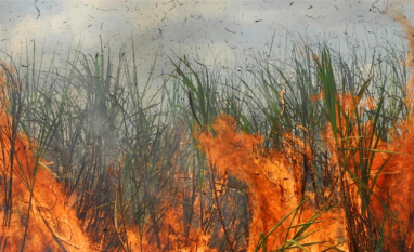 Áreas com maior conectividade têm menos incêndios florestais, aponta pesquisa 