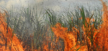 Áreas com maior conectividade têm menos incêndios florestais, aponta pesquisa 