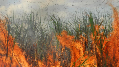 Áreas com maior conectividade têm menos incêndios florestais, aponta pesquisa 