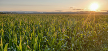 PIB do agro paulista cresce 4% em 2024, aponta Cepea