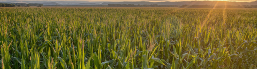 PIB do agro paulista cresce 4% em 2024, aponta Cepea