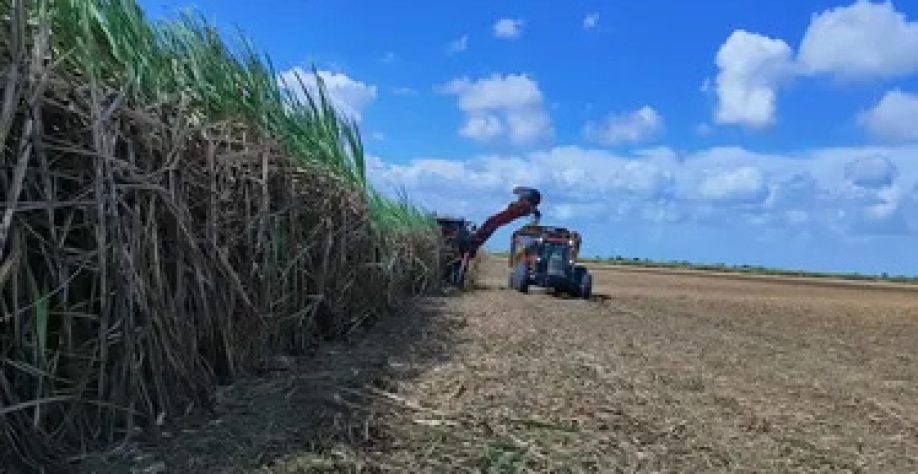 Safra ultrapassou 17 milhões de cana processadas por usinas alagoanas - Foto: Edivaldo Junior