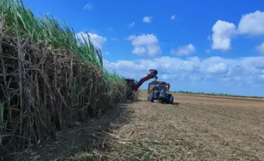 Mais de 17 mi de tolenadas de cana foram processadas em AL, diz boletim