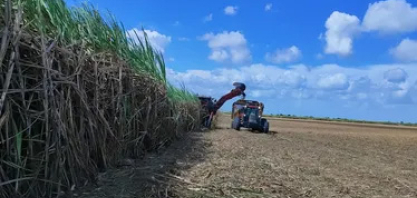 Mais de 17 mi de tolenadas de cana foram processadas em AL, diz boletim