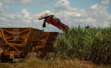 Consultorias aumentam estimativa de moagem de cana em 2026/27 no Centro-Sul
