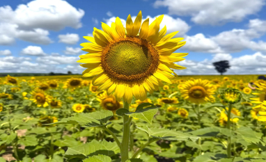 Rotação de Culturas: Sustentabilidade, Produtividade e Beleza no Campo da Lins Agroindustrial