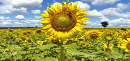 Rotação de Culturas: Sustentabilidade, Produtividade e Beleza no Campo da Lins Agroindustrial