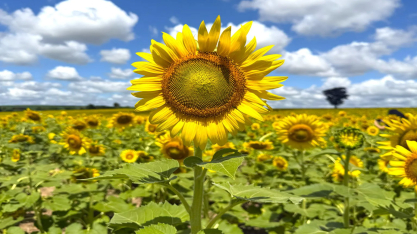 Rotação de Culturas: Sustentabilidade, Produtividade e Beleza no Campo da Lins Agroindustrial