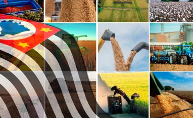 Safra 2025/26 em São Paulo deve crescer com impulso de milho, soja e café