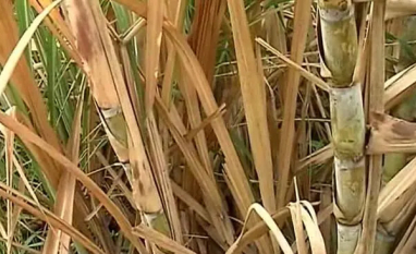 Outono mais quente e chuva incerta elevam risco para lavouras