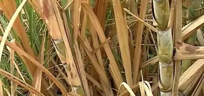 Outono mais quente e chuva incerta elevam risco para lavouras