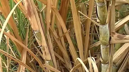 Outono mais quente e chuva incerta elevam risco para lavouras