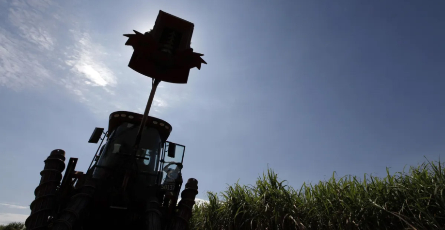 Colheita de cana em Piracicaba. Divulgação