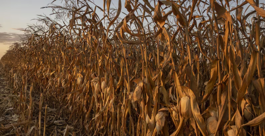Ingredion quer dobrar produção em planta no Brasil com milho como alternativa ao açúcar |Plantação de milho em Mato Grosso: Ingredion amplia capacidade de produção com foco em soluções industriais feitas com base no cereal. (Foto: Victor Moriyama/Bloomber