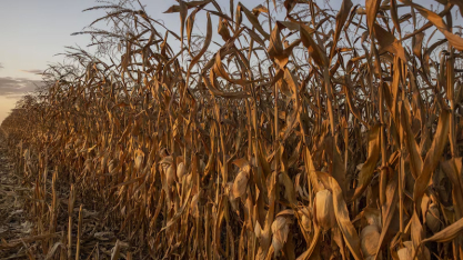 Ingredion quer dobrar produção em planta no Brasil com milho como alternativa ao açúcar