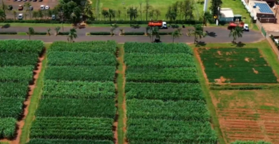 Imagem:  Divulgação 