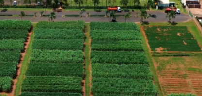 CADI Cana e Amendoim: Fortalecimento da Rotação Estratégica no Triângulo Mineiro