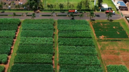 CADI Cana e Amendoim: Fortalecimento da Rotação Estratégica no Triângulo Mineiro