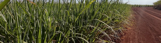 Centro-Sul prioriza etanol e vende 1,25 bi de litros em março